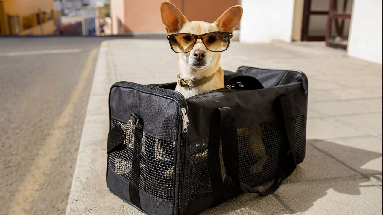 Viajar con las mascotas en verano: cómo llevarlas más seguras